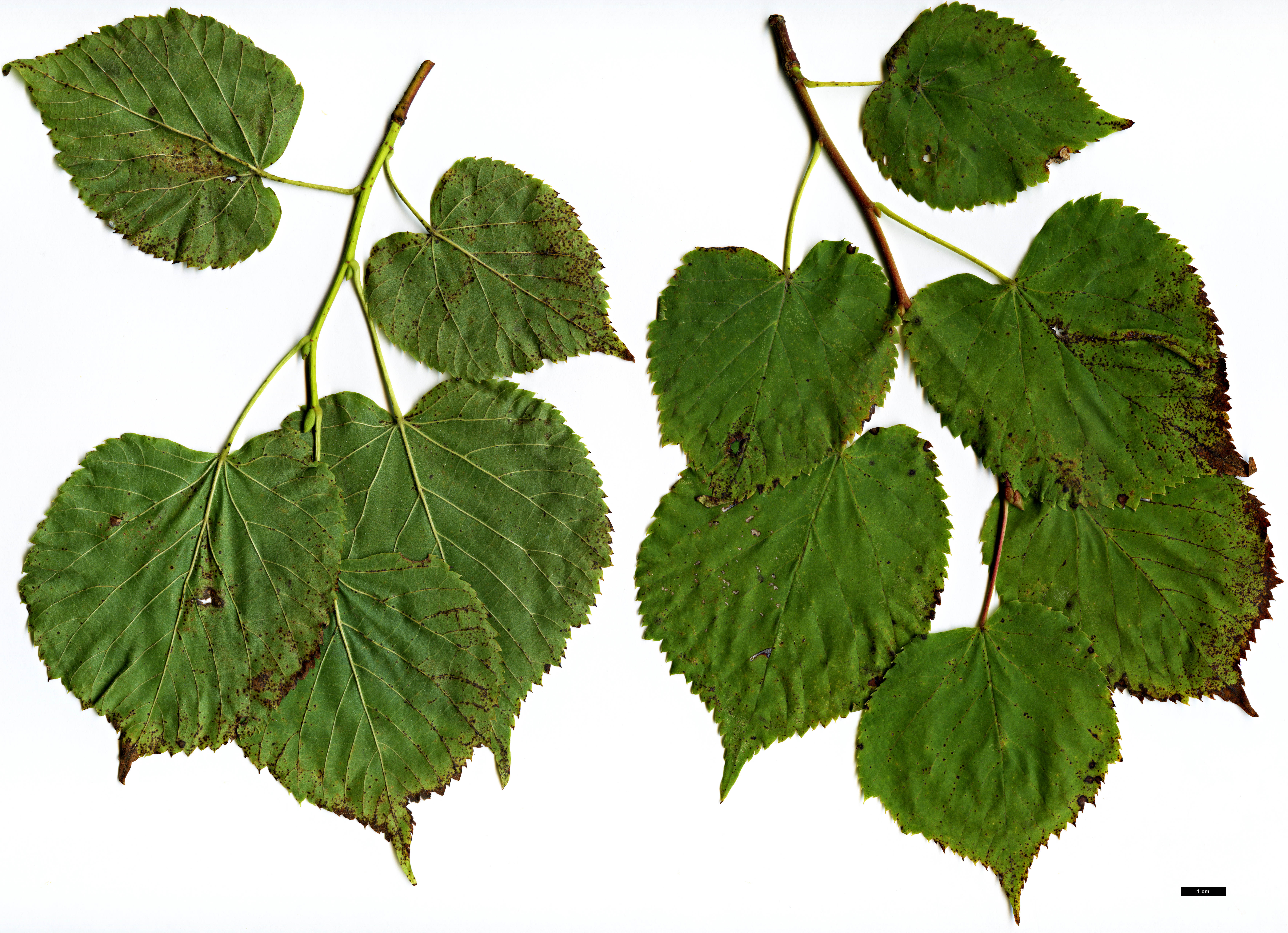 High resolution image: Family: Malvaceae - Genus: Tilia - Taxon: platyphyllos - SpeciesSub: subsp. corinthiaca